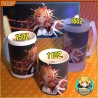 Kiryu Coco [B] - Vtuber Hololive - Tazón/Shopero